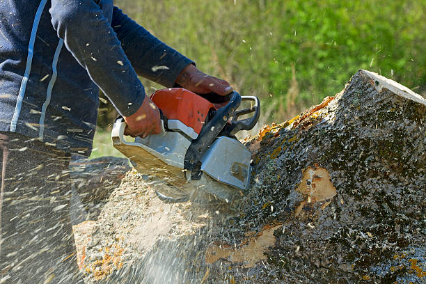 Best Tree Preservation Services  in Hometown, PA